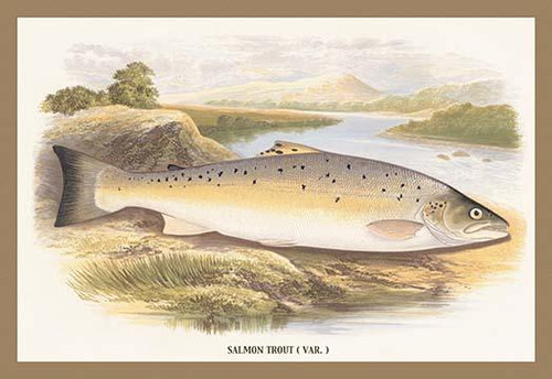 Salmon Trout (Var.)