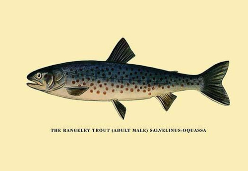 The Rangeley Trout