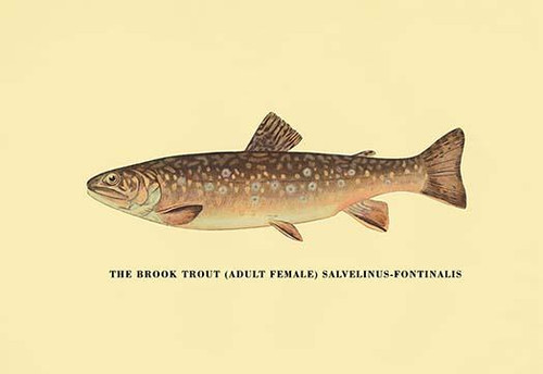 The Brook Trout (Adult Female)