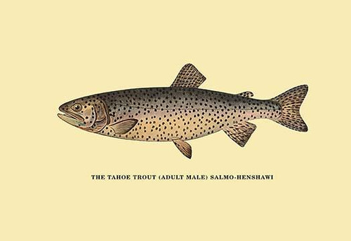 The Tahoe Trout