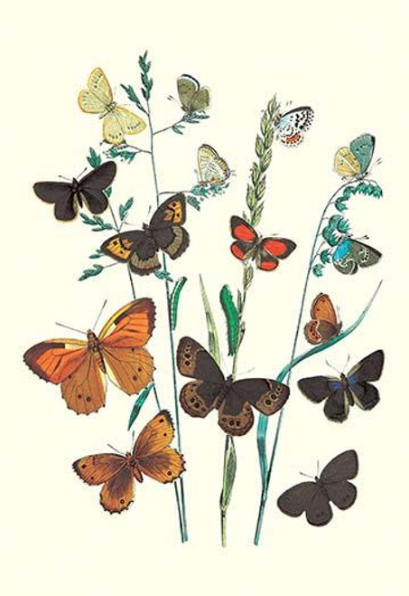 Butterflies: L. Roboris, P. Orion, et al.