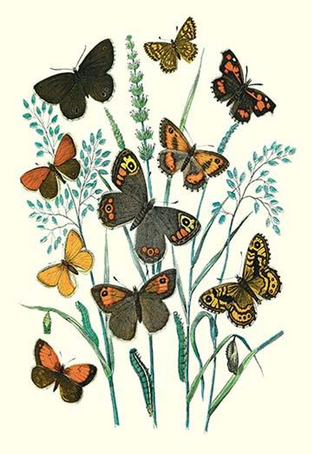 Butterflies: E. Hyperanthus, N. Lucina, et al.