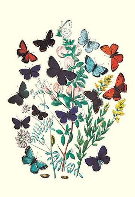 Butterflies: P. Euphemus, P. Cyllarus, et al.