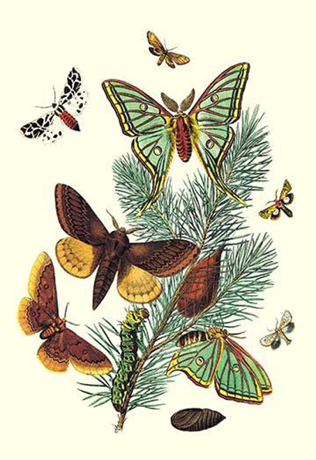 Moths: E. Pudica, E. Pantheria, S. Caecigena, L. Lineosa