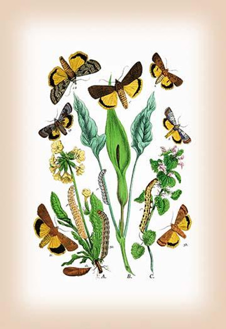 Moths: Triphaena Finbria, T. Comes, et al.
