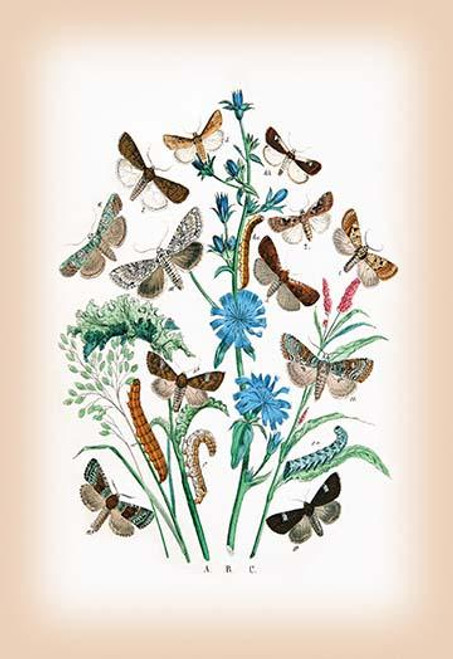 Moths: Agrotis Segetum, Mamestra Persicarice, et al.