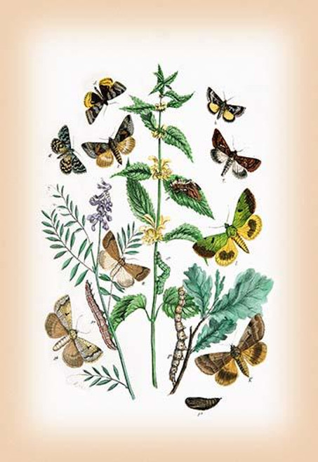 Moths: Plusia Iota, P. Hochenwarthi, et al.