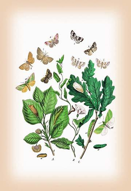 Moths: Erastria Deceptoria, E. Fasciana, et al.
