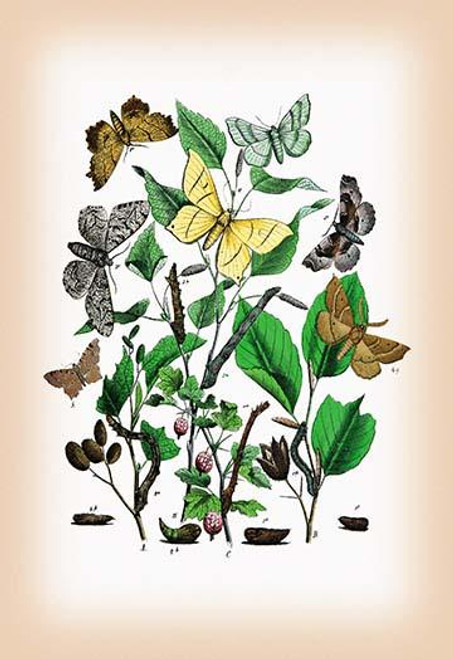 Moths: Metrocampa Margaritaria, Eugonia Autumnaria, et al.