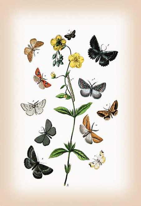 Moths: Cleogene Peletieraria, Chemerina Caliginearia, et al.