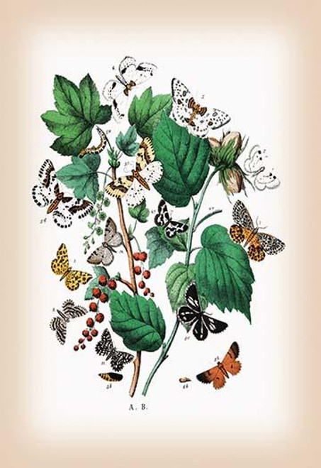 Moths: Venilia Macularia, Thamnonoma Piniaria, et al.