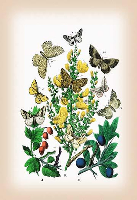 Moths: Selenia Bilunaria, Rumia Luteolata, et al.