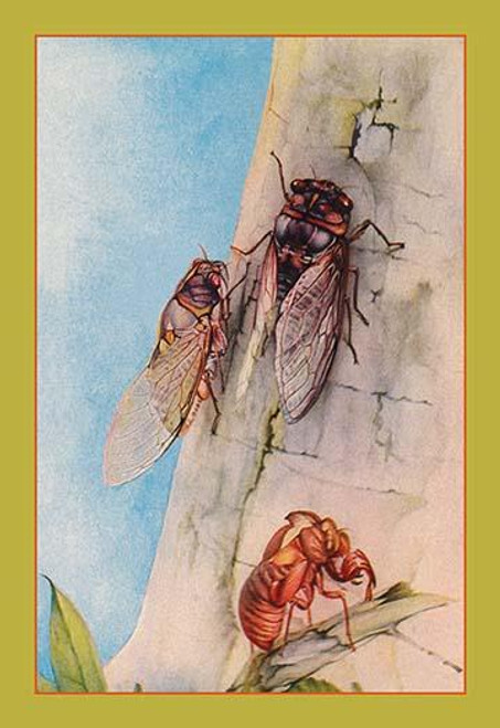 The Cicada