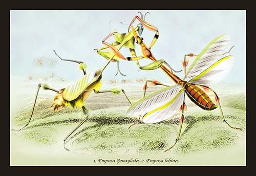 Insects: Empusa Gonaylodes and E. Lobines