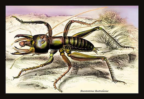 Insect: Anostostoma Australasiae