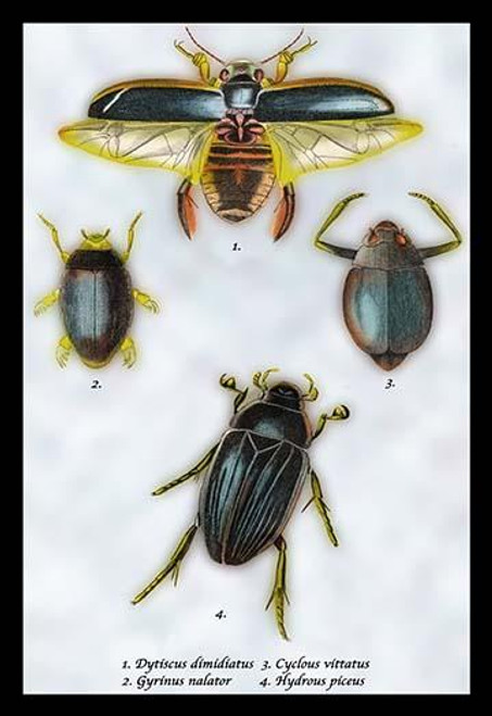 Beetles: Dytiscus Dimidiatus, Gyrinus Nalator et al. #1