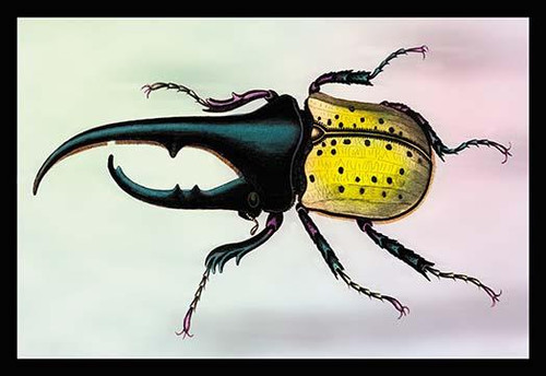 Horned Beetle #1