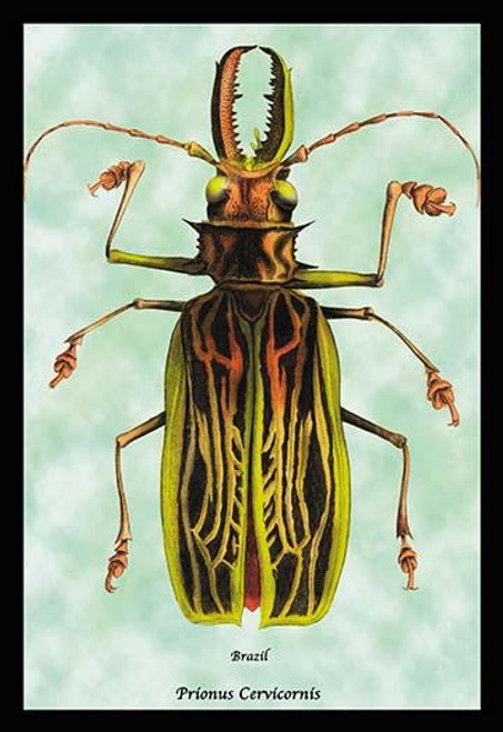 Beetle: Brazilian Prionus Cervicornis #1