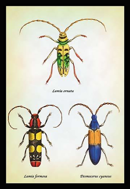 Beetles: Lamia Ornata, L. Formosa and Desmocerus Cyaneus #1