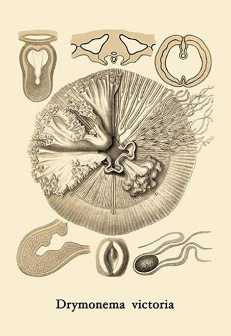 Jellyfish: Drymonema Victoria