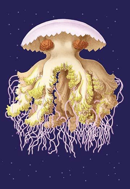 Astro-Jellyfish