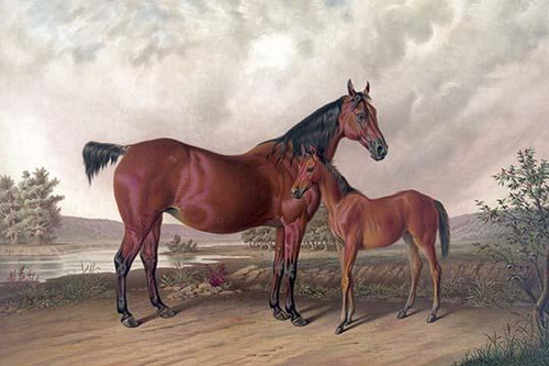 Flora Temple and her colt