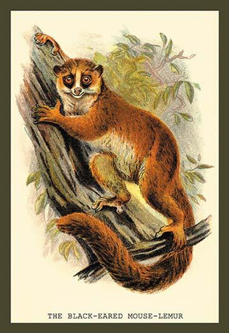 The Black-Eared Mouse Lemur