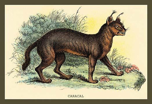 Caracal