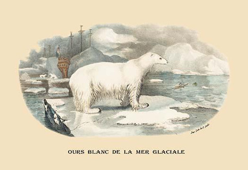 Ours Blanc de la Mer Glaciale (Polar Bear)