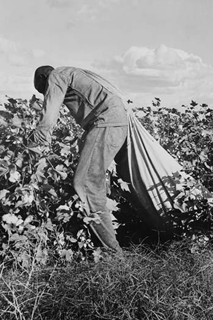 Migratory field worker picking cotton