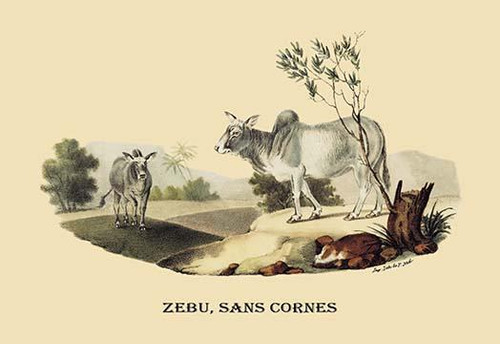 Zebu, sans Cornes