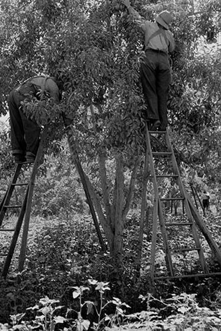 Picking pears