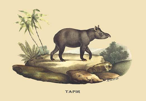 Tapir