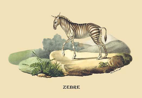 Zebre (Zebra)