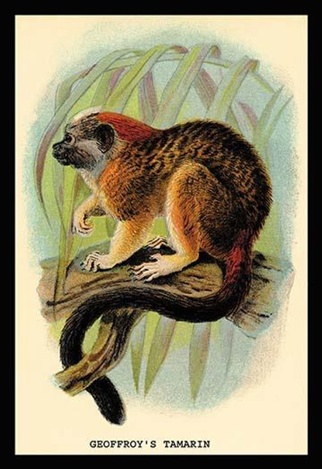 Geoffroy's Tamarin