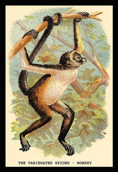 The Variegated Spider-Monkey