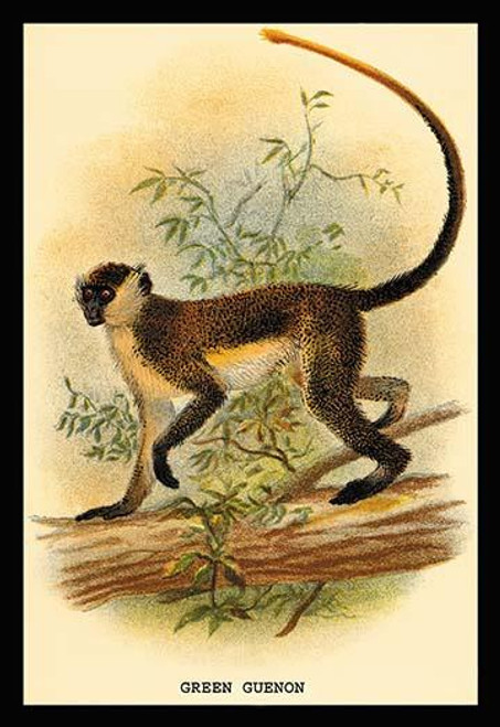 Green Guenon