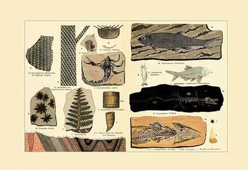 Fossil Ferns and Fish