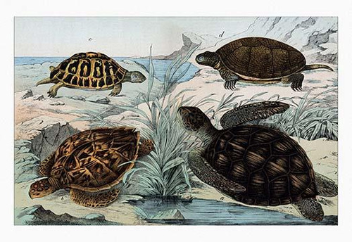 Turtles and Tortoises