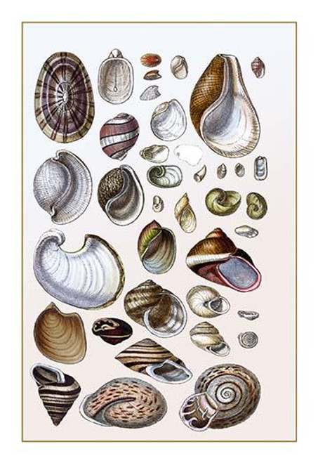 Shells: Gasteropoda and Trachelipoda