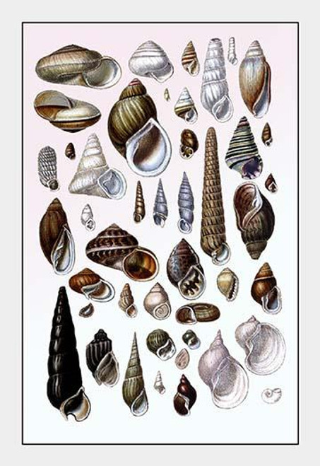 Shells: Trachelipoda #1