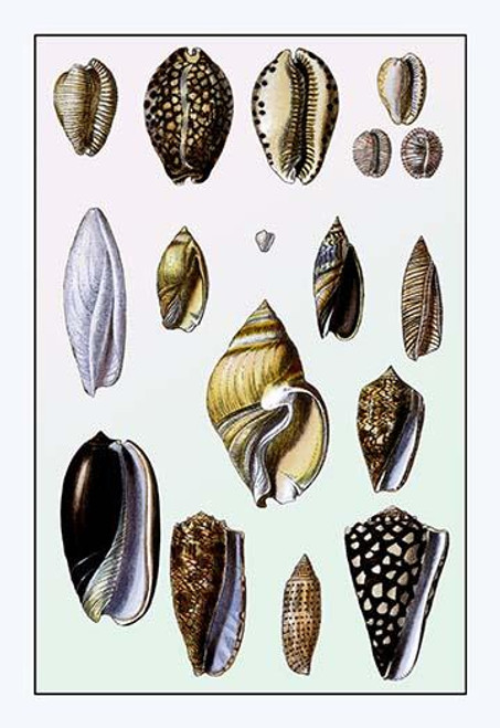 Shells: Convoltae and Orthocerata