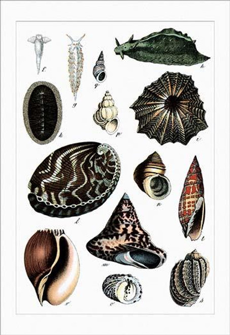 Collected Shell Specimens