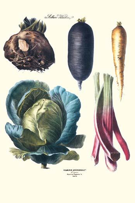 Vegetables; Rhubard, tubers, and cabbage