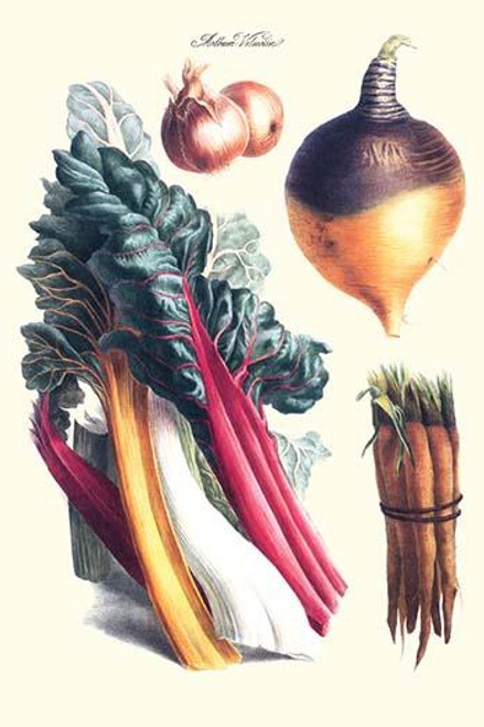 Vegetables; rhubard, carrot, onion, turnip