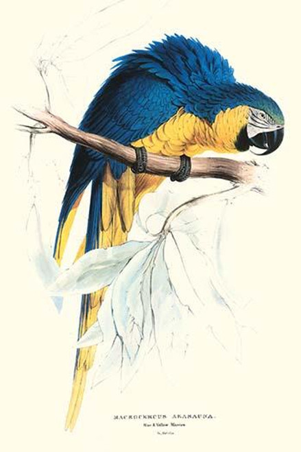 Hyacinthine Macaw - Hyacinthine Anodorhynchus Leari