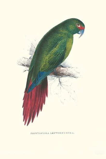Long Billed Parakeet Macaw Enicogaathus Leptorhynchus Araucaria