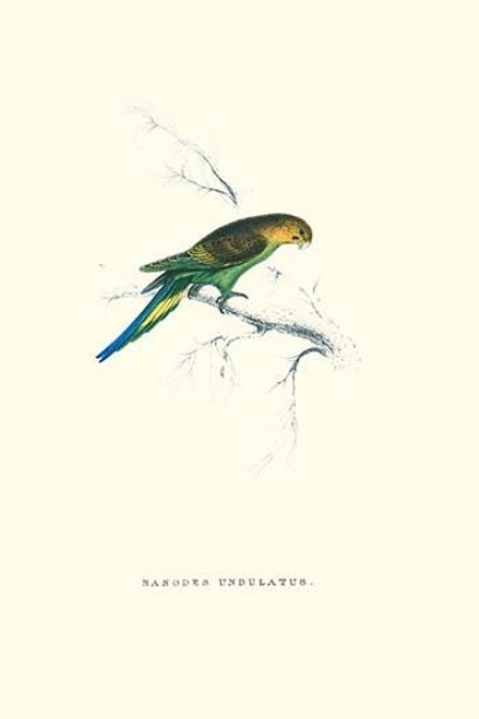 Undulated Parakeet - Nelopsittacus Undulatus