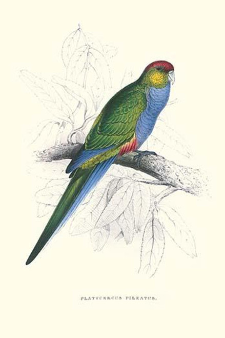 Red Capped Parakeet Female - Purpureicephalus Spurius