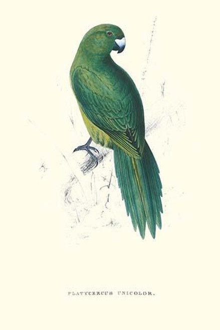 Uniform Parakeet - Cyanoramphus Unicolor